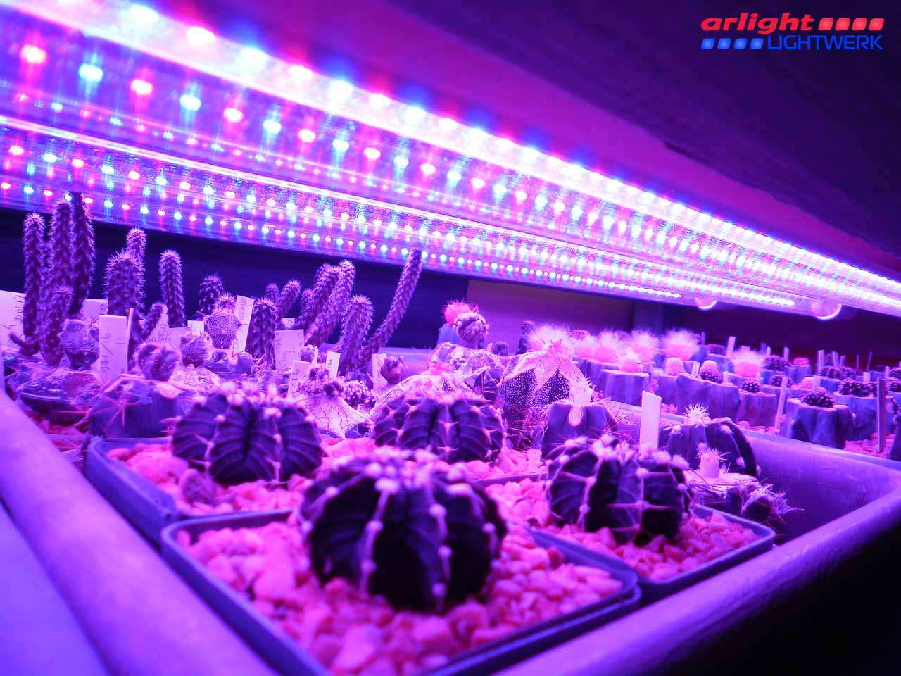 Преимущества светодиодного освещения растений